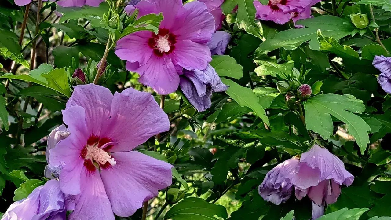 Piękne, fioletowe kwiaty hibiskusa syryjskiego, z pąkami w tle. Wskazówki dotyczące ich uprawy są kluczowe dla uzyskania takiego efektu.