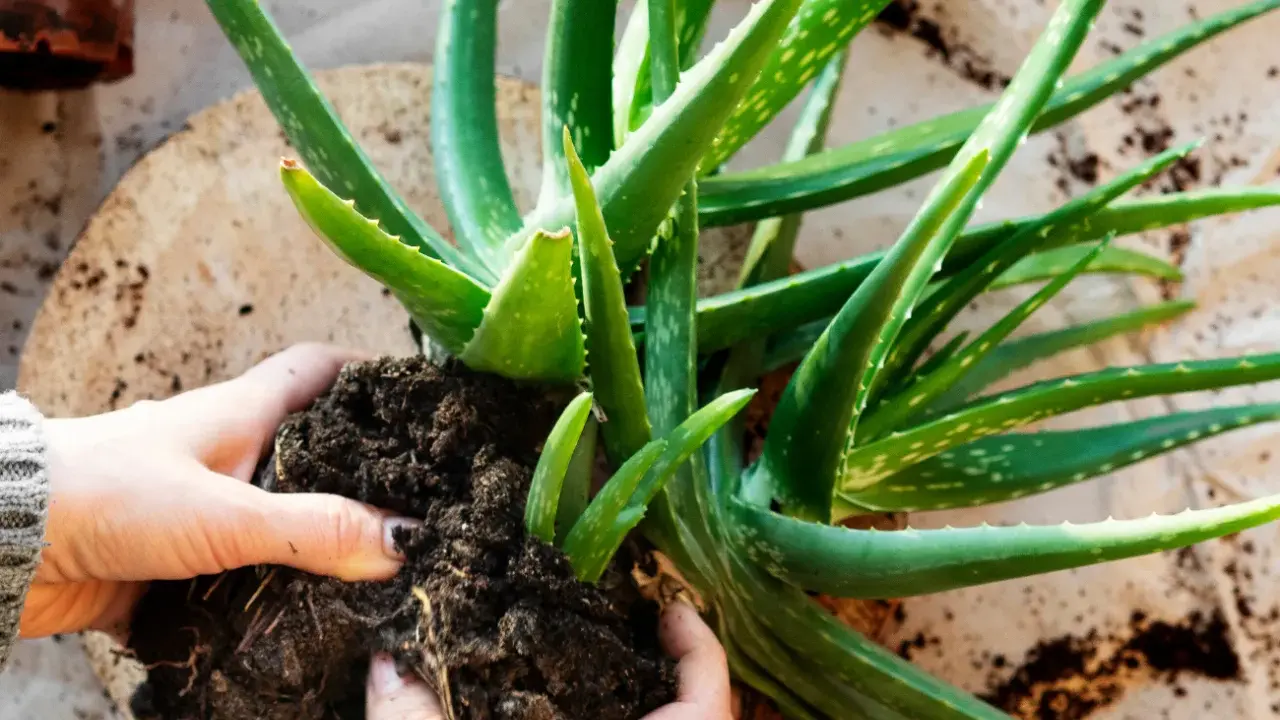 Aloes: jak prawidłowo przycinać? Uniknij błędów, ciesz się żelem