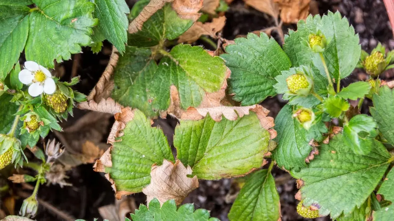 Liście truskawek z brązowymi brzegami, oznaki chorób. Widać biały kwiatek i zielone zawiązki owoców.
