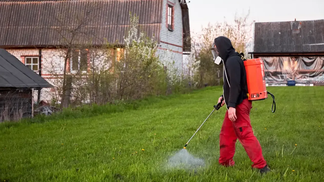 Mężczyzna w masce i czerwonych spodniach opryskuje trawnik, dbając o to, kiedy opryskiwać chwasty na trawniku.