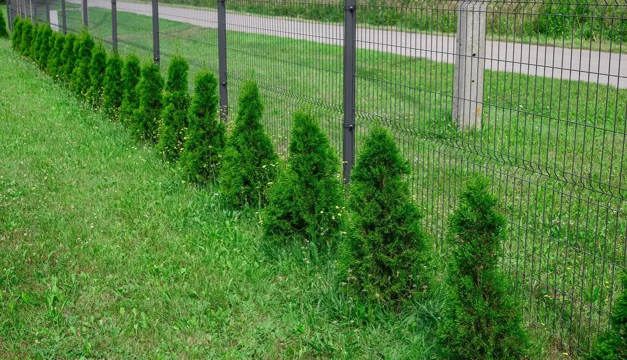 Rząd zielonych, stożkowatych tui szmaragd wzdłuż siatkowego ogrodzenia. Idealny przykład, jak gęsto sadzić tuje szmaragd, by stworzyć żywopłot.