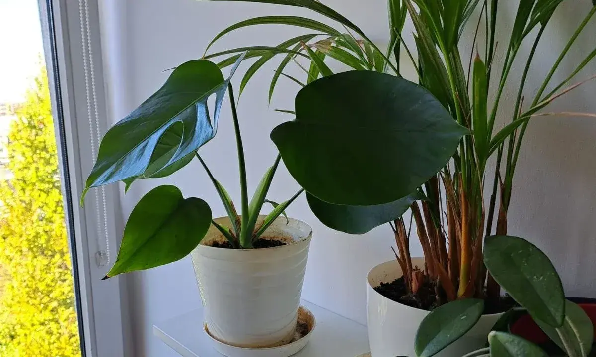 Kwitnąca monstera: Rzadki cud czy realny cel w domu?