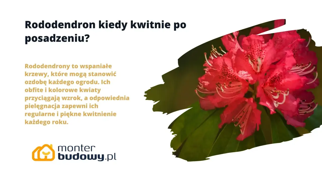 Piękny, różowy rododendron w pełni kwitnienia. Pielęgnacja zapewni mu regularne i piękne kwitnienie każdego roku.