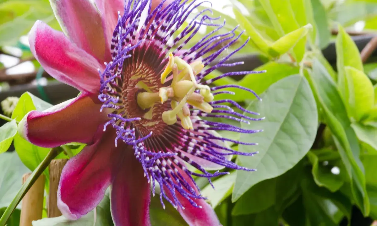 Egzotyczne kwiaty doniczkowe kwitnące, w tym piękna passiflora o purpurowych i różowych płatkach, otoczona zielonymi liśćmi.