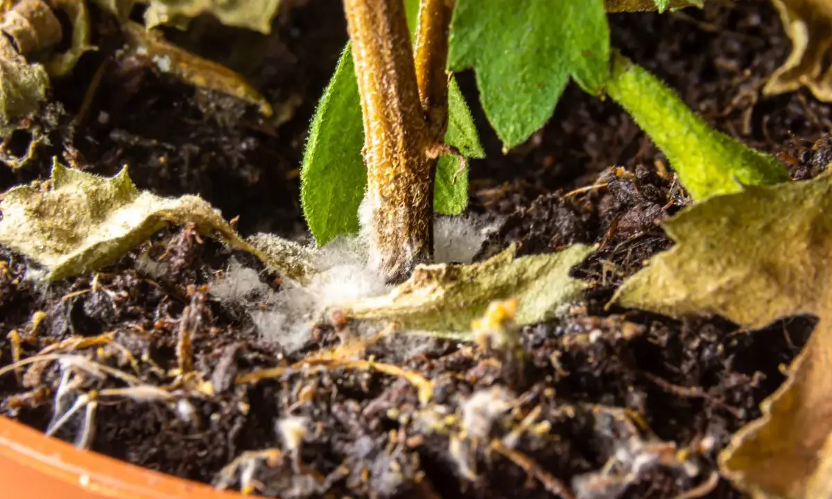 Biały, puszysty **pleśń** otacza łodygę rośliny w doniczce, wśród suchych liści i ciemnej ziemi.