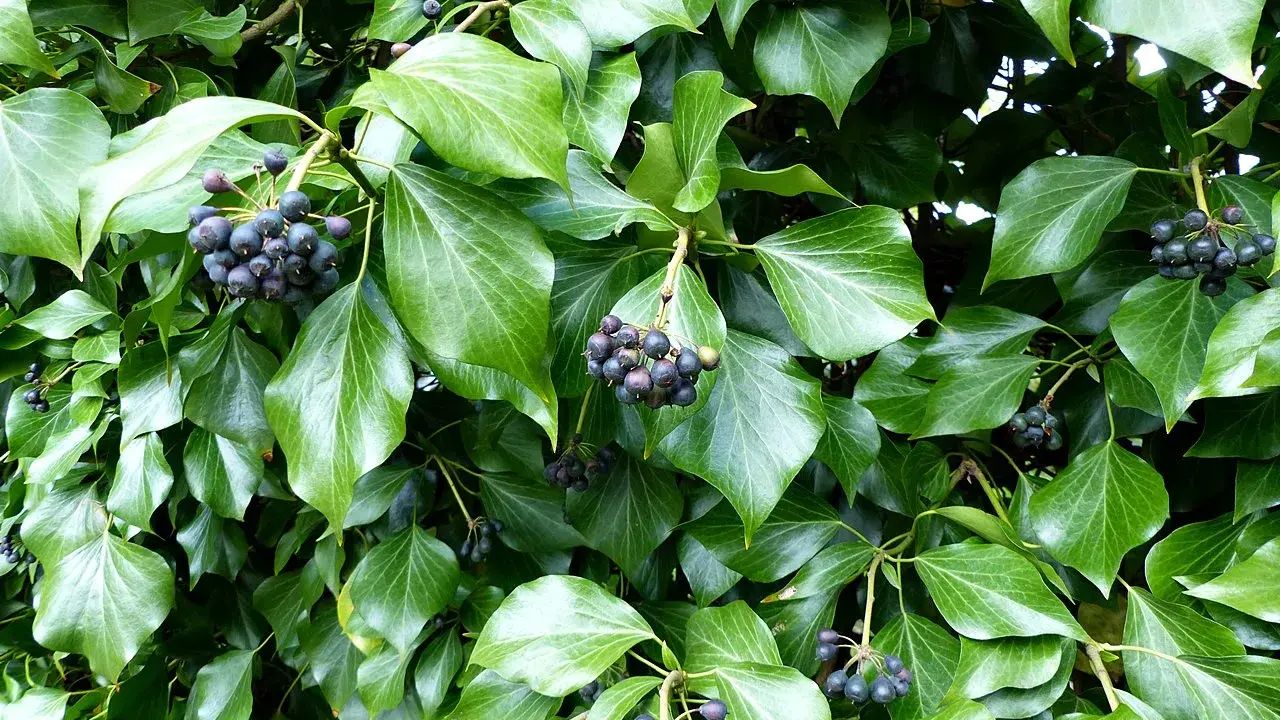 Gęste, błyszczące liście bluszczu z kiściami ciemnych, okrągłych owoców. To naturalny hedera kwiat.