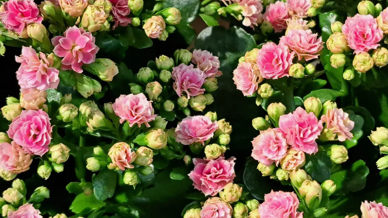 Przycinanie kalanchoe: Jak pobudzić je do ponownego kwitnienia?