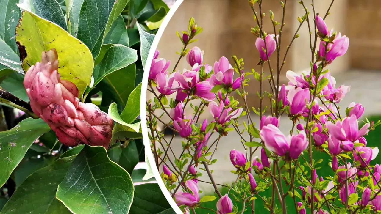 Owoc magnolii, różowy i pękaty, wśród zielonych liści, obok kwitnącej magnolii z fioletowymi kwiatami.