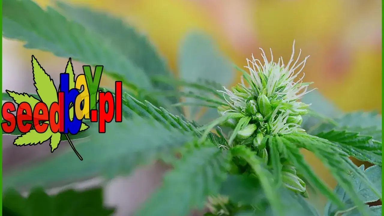 Ile kwitnie marihuana? Przewodnik po fazie kwitnienia i zbiorach