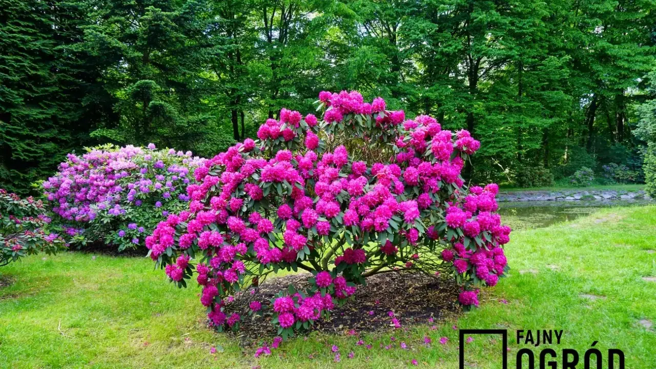 Rododendrony: Ile kwitną? Triki na obfite i długie kwiaty