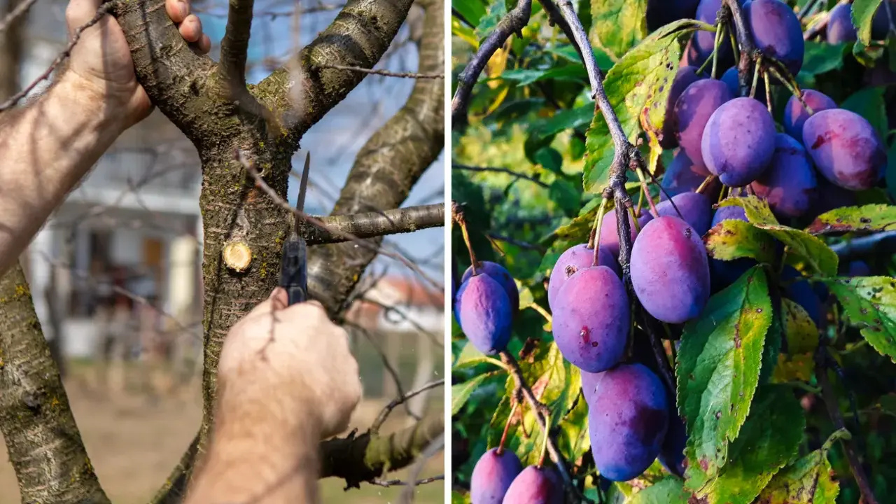Przycinanie śliwy węgierki: Kiedy i jak? Zdrowe drzewo, obfite plony
