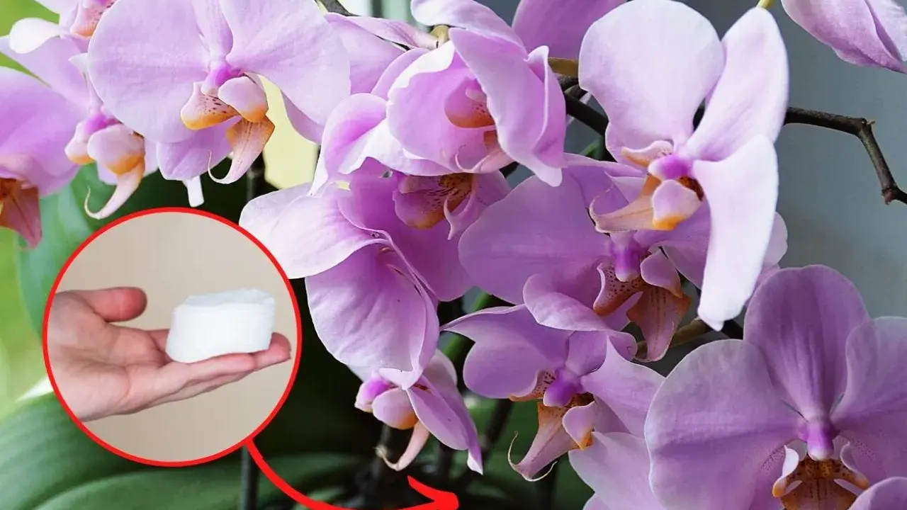 Jak długo kwitnie storczyk? Sekrety obfitego kwitnienia Phalaenopsis