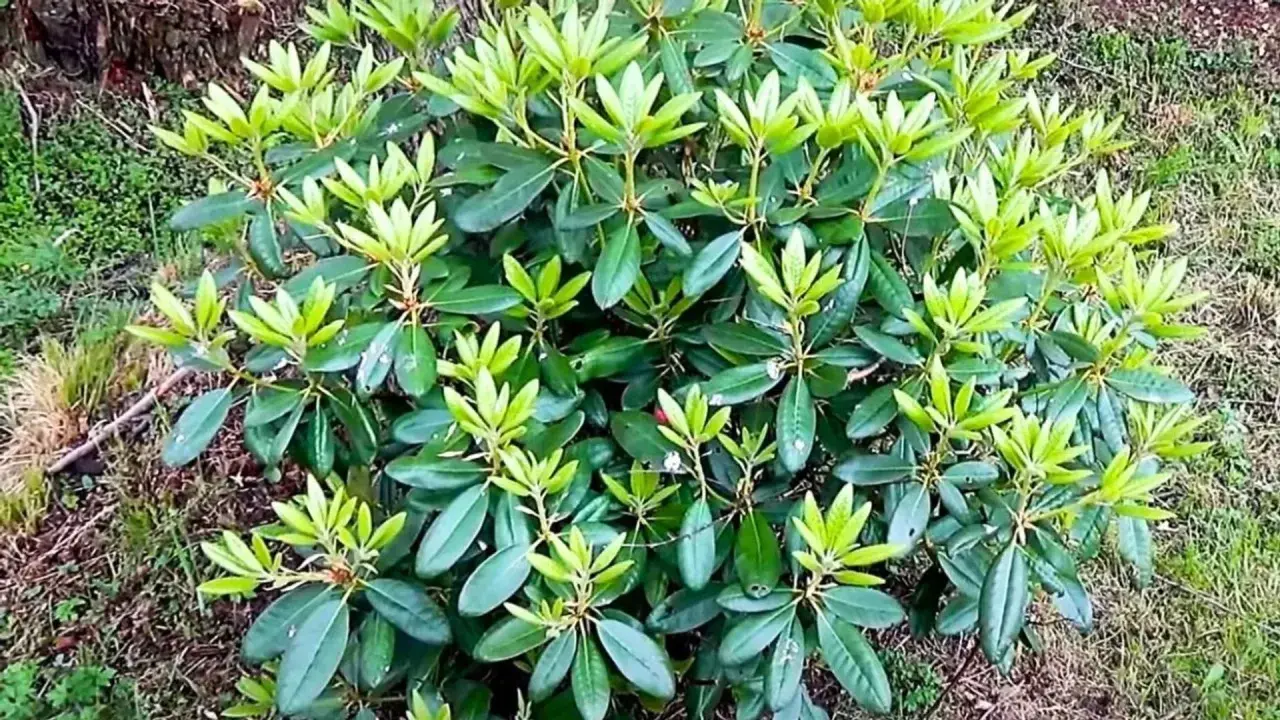 Gęsty rododendron nie kwitnie, jego liście są soczyście zielone, a młode przyrosty jasnozielone.