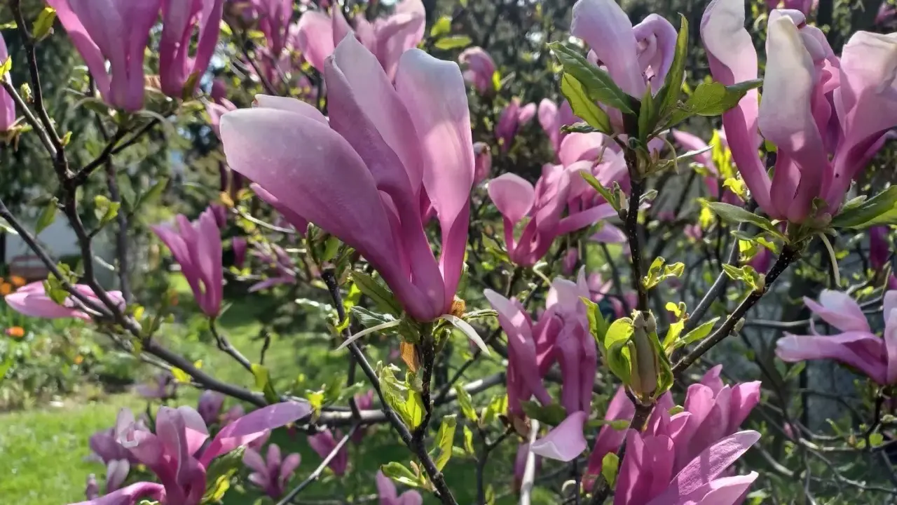 Ile kwitnie magnolia? Sekrety obfitych kwiatów!