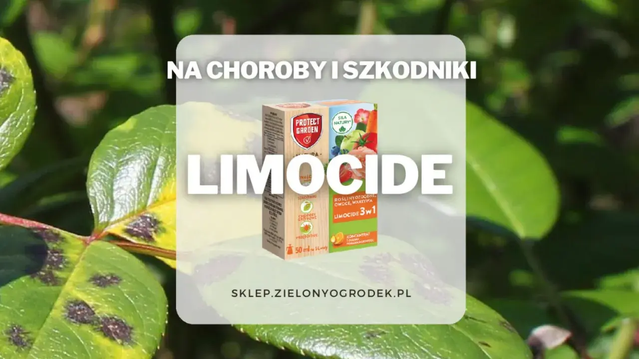 Oprysk Limocide na choroby i szkodniki roślin ozdobnych, owoców i warzyw. Skuteczny preparat 3w1.