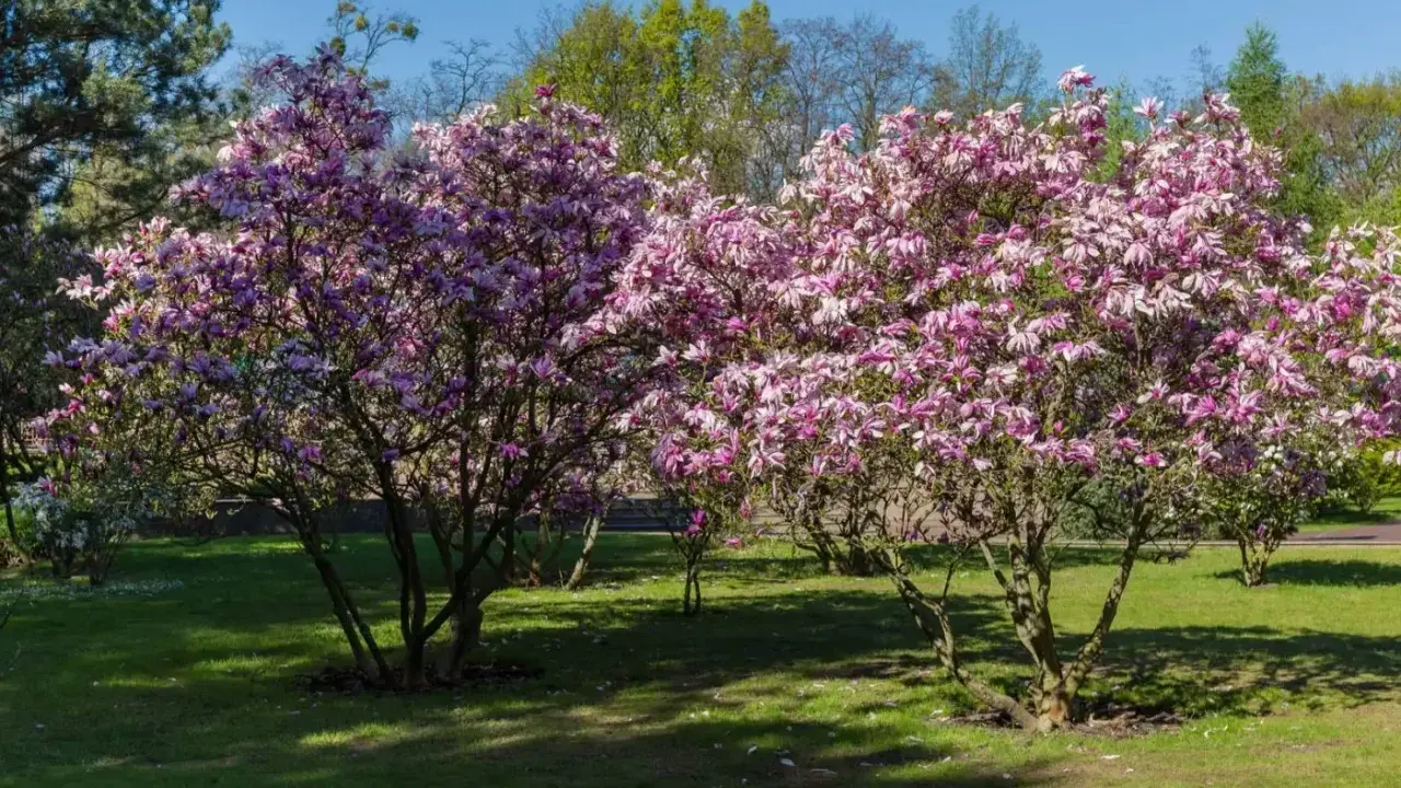 Dwie kwitnące magnolie w pełnym rozkwicie, z różowymi kwiatami. Wiosna pokazuje, jak szybko rośnie magnolia, tworząc piękny widok.