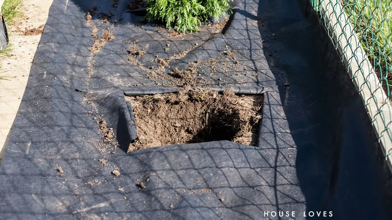 Przygotowana ziemia pod tuje. Czarna agrowłóknina z wyciętym kwadratem na sadzonkę.