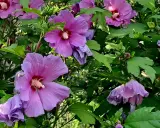 Piękne, fioletowe kwiaty hibiskusa syryjskiego, z pąkami w tle. Wskazówki dotyczące ich uprawy są kluczowe dla uzyskania takiego efektu.