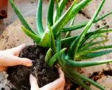 Aloes: jak prawidłowo przycinać? Uniknij błędów, ciesz się żelem