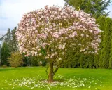 Piękna magnolia z różowymi kwiatami, otoczona zielenią. Wiosna w pełni, a opadłe płatki tworzą dywan na trawniku. To kwitnące drzewa w ogrodzie.