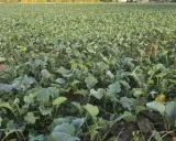 Pole młodej rzepakowej roślinności, która czeka na ochronę przed szkodnikami, np. za pomocą metkonazolu.