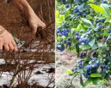 Przycinanie borówki: Kiedy i jak ciąć? Obfite plony krok po kroku