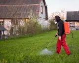 Mężczyzna w masce i czerwonych spodniach opryskuje trawnik, dbając o to, kiedy opryskiwać chwasty na trawniku.