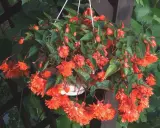 Kaskada pomarańczowych kwiatów, piękna begonia zwisająca, tworzy barwny wodospad w wiszącej donicy.