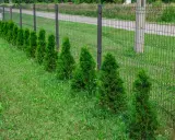 Rząd zielonych, stożkowatych tui szmaragd wzdłuż siatkowego ogrodzenia. Idealny przykład, jak gęsto sadzić tuje szmaragd, by stworzyć żywopłot.