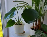 Kwitnąca monstera: Rzadki cud czy realny cel w domu?