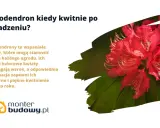 Piękny, różowy rododendron w pełni kwitnienia. Pielęgnacja zapewni mu regularne i piękne kwitnienie każdego roku.