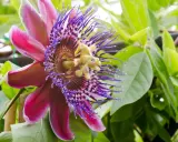 Egzotyczne kwiaty doniczkowe kwitnące, w tym piękna passiflora o purpurowych i różowych płatkach, otoczona zielonymi liśćmi.