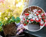 Kiedy sadzić pelargonie? Wiosną, gdy minie ryzyko przymrozków. Unikaj zimowych niespodzianek, jak na zdjęciu z czerwoną pelargonią w śniegu.