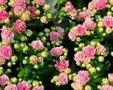 Przycinanie kalanchoe: Jak pobudzić je do ponownego kwitnienia?