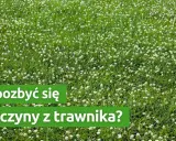 Czerwona koniczyna w trawniku: intruz czy sojusznik? Zwalczanie i prewencja