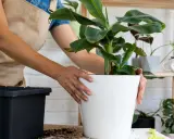Bananowiec kwitnie w domu? Pełny poradnik: od kwiatu do owocu