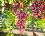 Jak przycinać winogrona? Obfite plony i zdrowe krzewy krok po kroku.