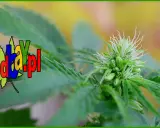 Ile kwitnie marihuana? Przewodnik po fazie kwitnienia i zbiorach