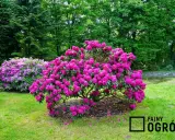 Rododendrony: Ile kwitną? Triki na obfite i długie kwiaty