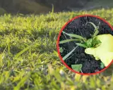 Ręka w żółtej rękawiczce wyrywa perz z trawnika.