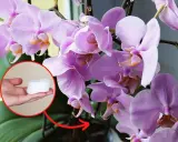 Jak długo kwitnie storczyk? Sekrety obfitego kwitnienia Phalaenopsis