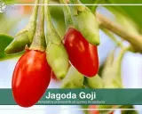 Goji: Jak i kiedy przycinać? Zapewnij sobie rekordowe zbiory!