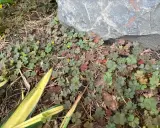 Chwasty jak koniczyna? Zidentyfikuj i skutecznie zwalcz intruza!