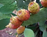 Kwitnąca opuncja w Polsce: sekret pięknych kwiatów i owoców