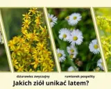 Rumianek czy chwast? Rozpoznaj prawdziwe zioło i uniknij pomyłki.