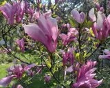 Ile kwitnie magnolia? Sekrety obfitych kwiatów!