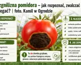 Pomidor z suchą zgnilizną u podstawy. Objawy, przyczyny i sposoby zapobiegania tej fizjologicznej chorobie.