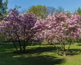 Dwie kwitnące magnolie w pełnym rozkwicie, z różowymi kwiatami. Wiosna pokazuje, jak szybko rośnie magnolia, tworząc piękny widok.