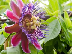 Egzotyczne kwiaty doniczkowe kwitnące, w tym piękna passiflora o purpurowych i różowych płatkach, otoczona zielonymi liśćmi.