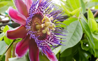 Egzotyczne kwiaty doniczkowe kwitnące, w tym piękna passiflora o purpurowych i różowych płatkach, otoczona zielonymi liśćmi.